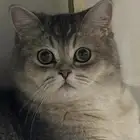 قط انثى سكوتش ستريت