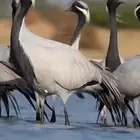 مطلوب رهو حي