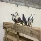 سلام عليكم حمام البيع جواز معه فروخ