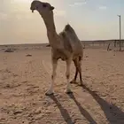 قعود عقابي