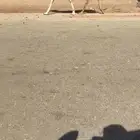 قعود اشقح باتلي جده عليان الحيسوني