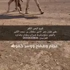 للبيع البعير الكفو