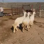 3 فحول خرفان واحد ثني واحد سديس وواحد جامع شبب