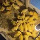 بط صوص