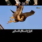 تدريب. الصقور