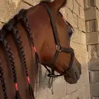 مهر شيخ