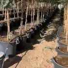 شجر سدر بلدي سدر بري سدر جنوبي