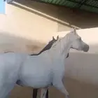 فرس مصرية معها مهرة البيع مباشرة
