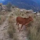 حسلان للبيع الموقع ترعه ثقيف جنوب الطايف