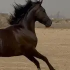 حصان ادهم شيخ