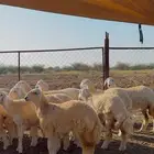 رخال حري نظيفه ومشروطه