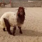 خروف نعيمي مغلق شحم