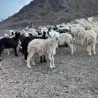 ( تم البيع )غنم صغار سن حريات وحجر مراح واحد
