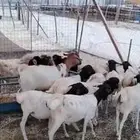 بربري صومالي جذعان وثنيان تربية 3 شهور