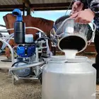 حليب بقر طازج يوميا