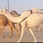 أربع عشاير طيبات