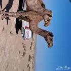 ناقه ام رابع صفراء طيبه وشرط ولله الحمد وعلى ضراب الان