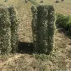 للبيع برسيم صافي وشده زين الموقع النبك