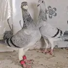 جوزين كشامره توب ماشاءلله