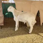 جذع حري مشروع فحل ( معرف )