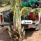 نخل البيع بكافه انواع