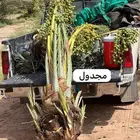 نخيل مجدول
