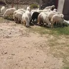 ضان للبيع
