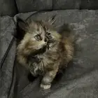 قطط صغيرة كيتن