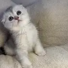 قطه سكوتش للبيع مستعجل