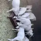 تيوس وجفار للبيع