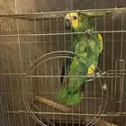 امزوني بلوفرنتد جاكو اليف جدآ ومتكلم