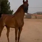 مهره واهو جمال للبيع