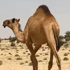 بكره شعلا طيبه