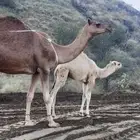 قعود كفو على بعير ابوعجاريد