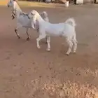 عنز هولندية متبع ( تم البيع )