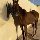 فرس هاديه ( 2900 )