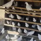 حمام فرنسي سوبر جامو منتج