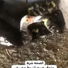 السعر 6