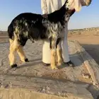 للبيع