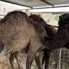 حشوان للبيع
