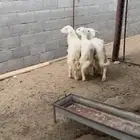ثلاث رخال صفر كفو