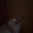ذكر سوكتش