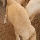 طليان ذبايح