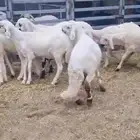 سواكن