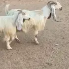 معزا بيض عوارض صنف