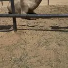 للبيع البعير الكفو