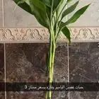 عصن البامبو