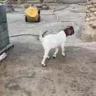 تيس بورقت بيور