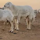 فحل حري صنف من حلال فايز الدعدي