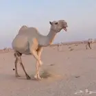 للبيع الرمانيه العشرا تحتها بكره ماهيب للبيع